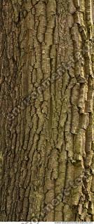 Trees Bark 0010