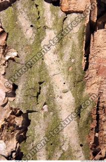 Trees Bark 0019