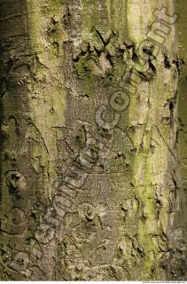 Trees Bark 0027