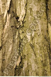 Trees Bark 0004