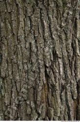 Trees Bark