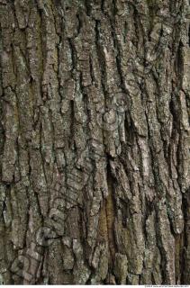 Trees Bark 0042