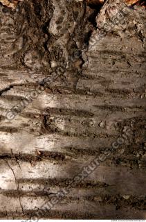 Trees Bark 0025