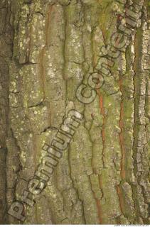 Trees Bark 0012