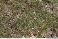 Photo Texture of Grass