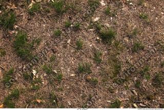 Photo Texture of Grass 