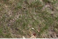 Photo Texture of Grass 