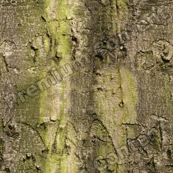 Seamless Tree Bark