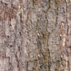 Seamless Bark