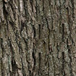 Seamless Bark