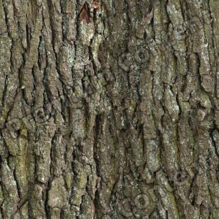 Seamless Bark 0001