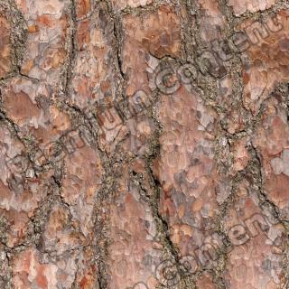 Seamless Bark 0001