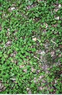 Photo Texture of Groundplants