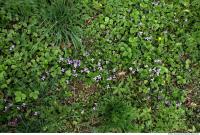 Photo Texture of Groundplants