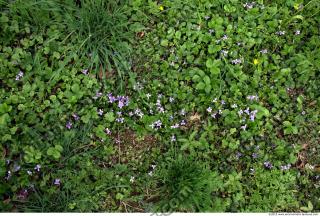 Photo Texture of Groundplants