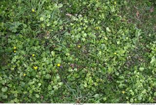 Photo Texture of Groundplants