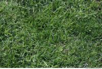 Photo Texture of Grass