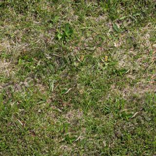 Seamless Grass 0001