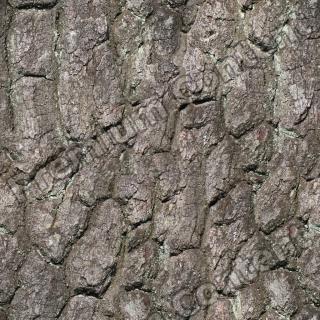 Seamless Bark 0001