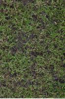 Photo Texture of Grass