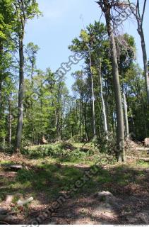 Photo Reference of Background Forest