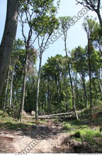 Photo Reference of Background Forest