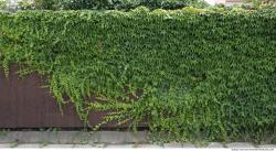 Walls Hedge