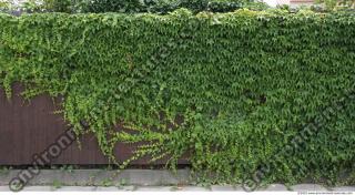 Walls Hedge 0007