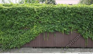 Walls Hedge 0004