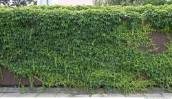 Walls Hedge