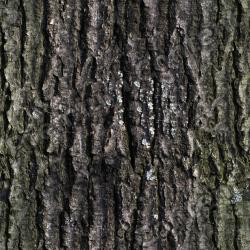 Seamless Tree Bark