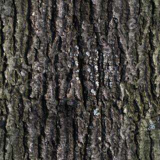 Seamless Bark 0001