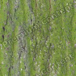 Seamless Bark