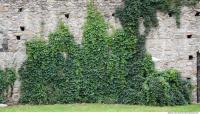 Walls Hedge 0005