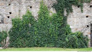 Walls Hedge 0005