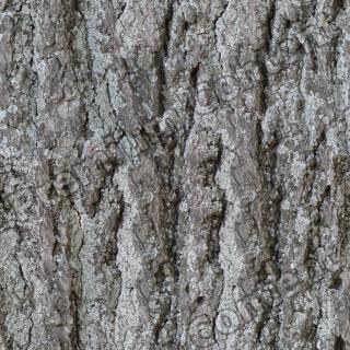 Seamless Bark 0001