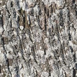 Seamless Bark