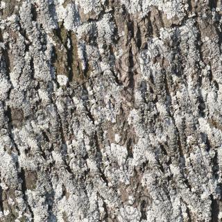 Seamless Bark 0001