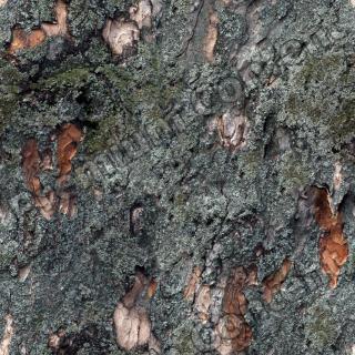 Seamless Bark