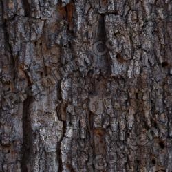 Seamless Bark