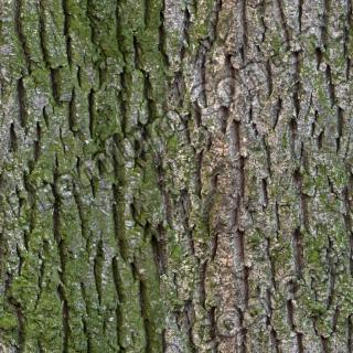 Seamless Bark 0001