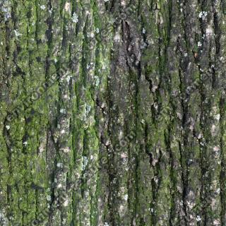 Seamless Bark