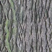 Seamless Bark 0001