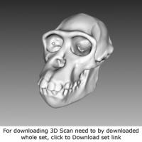 3D Scan of Skull