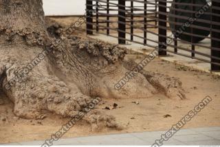 Photo Textures of Exotic Plants