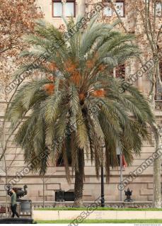 PalmTree0006