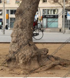 Photo Textures of Exotic Plants