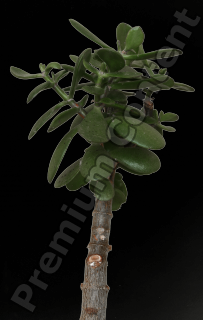 DecalPlant 0002