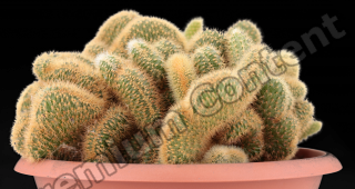 DecalCactus 0001