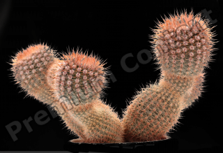 DecalCactus 0003